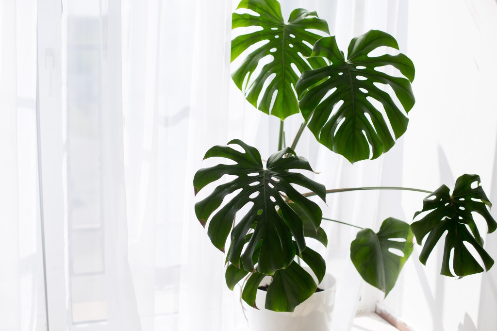 Große Monstera Deliciosa vor einem hellen Fenster