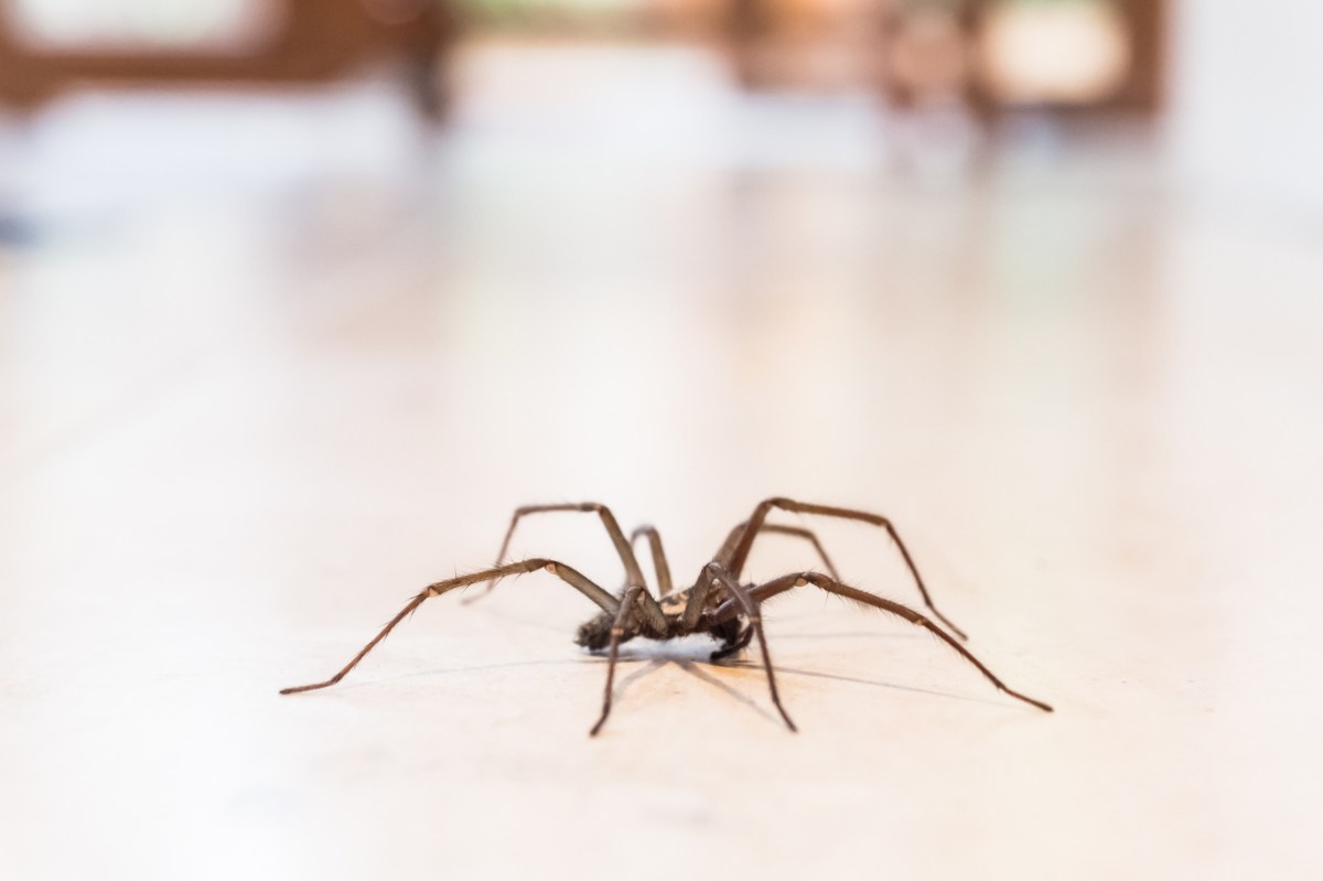 Große Spinne auf dem Fußboden einer Wohnung