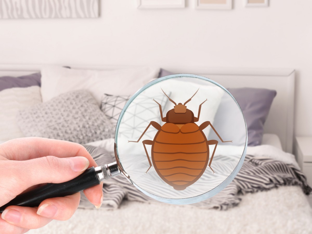 Illustration einer Bettwanze in einer Lupe, die eine Person &uuml;ber ein Bett h&auml;lt.