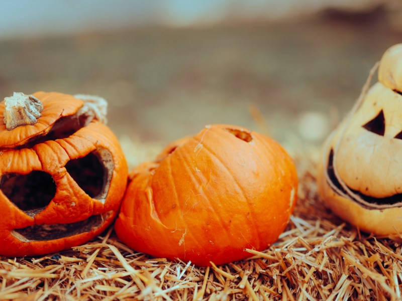 Drei verfaulte Halloween-Kürbisse auf Heu.