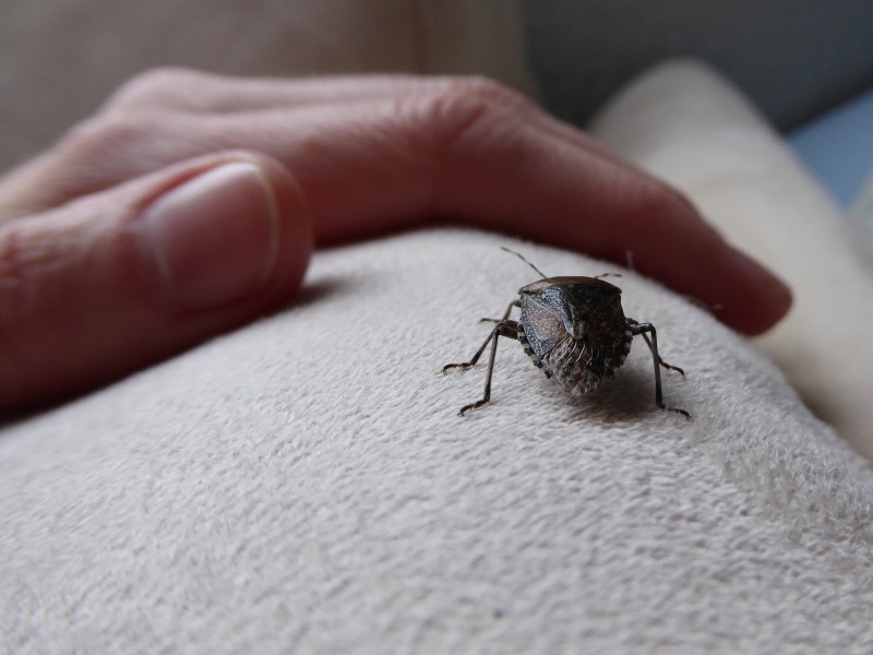 Stinkwanze auf Couch, daneben eine Hand