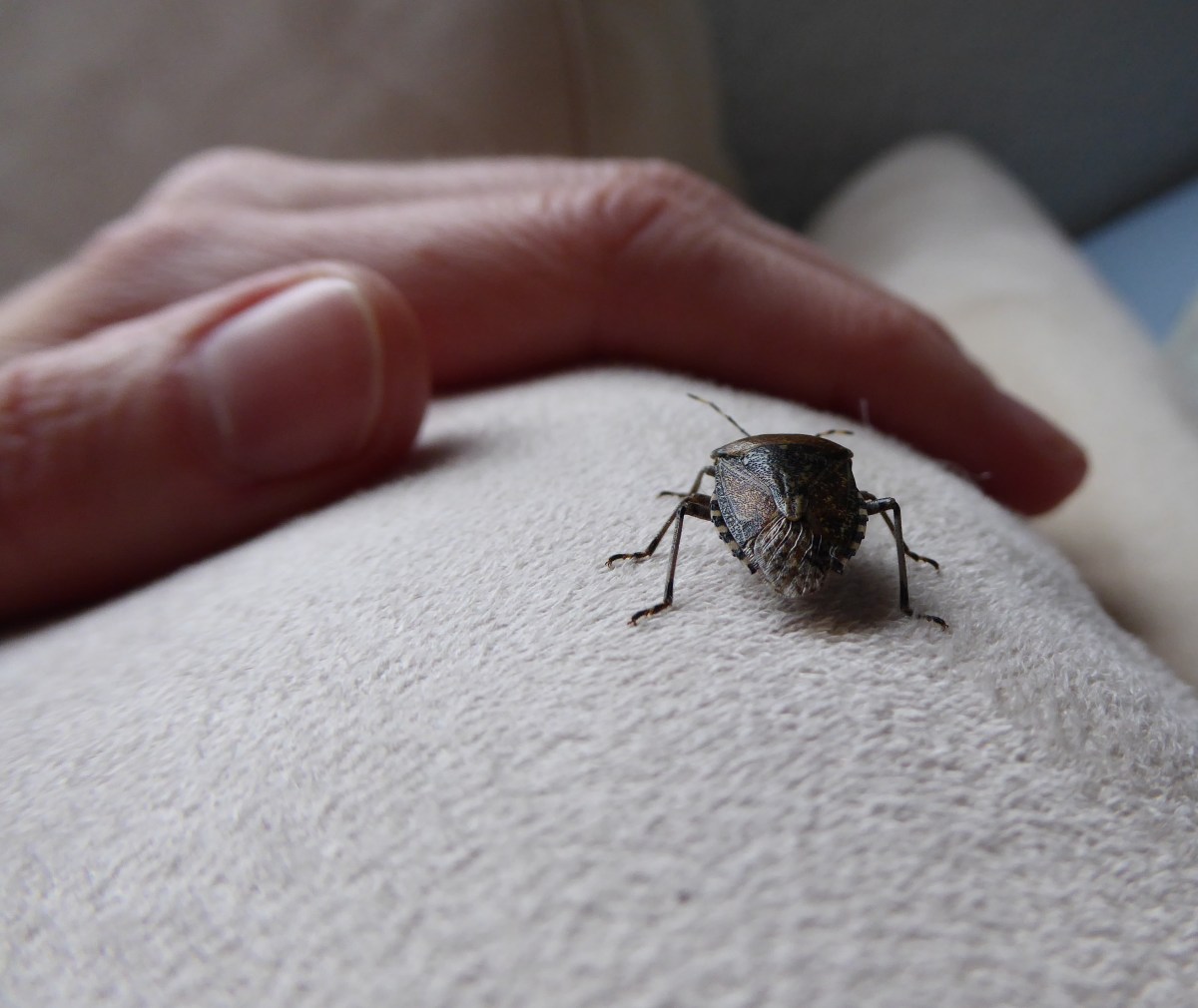 Stinkwanze auf Couch, daneben eine Hand