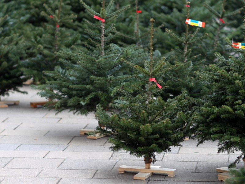 Zu verkaufende Weihnachtsbäume.