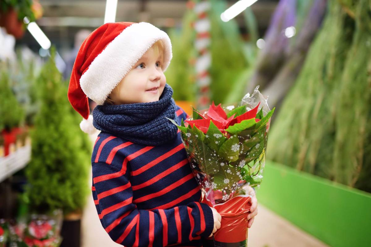 Kleiner Junge steht mit einem Weihnachtsstern im Arm im Gang eines Pflanzenmarkts.