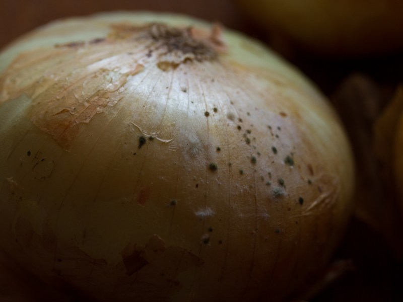 Zwiebel mit schimmeliger Schale