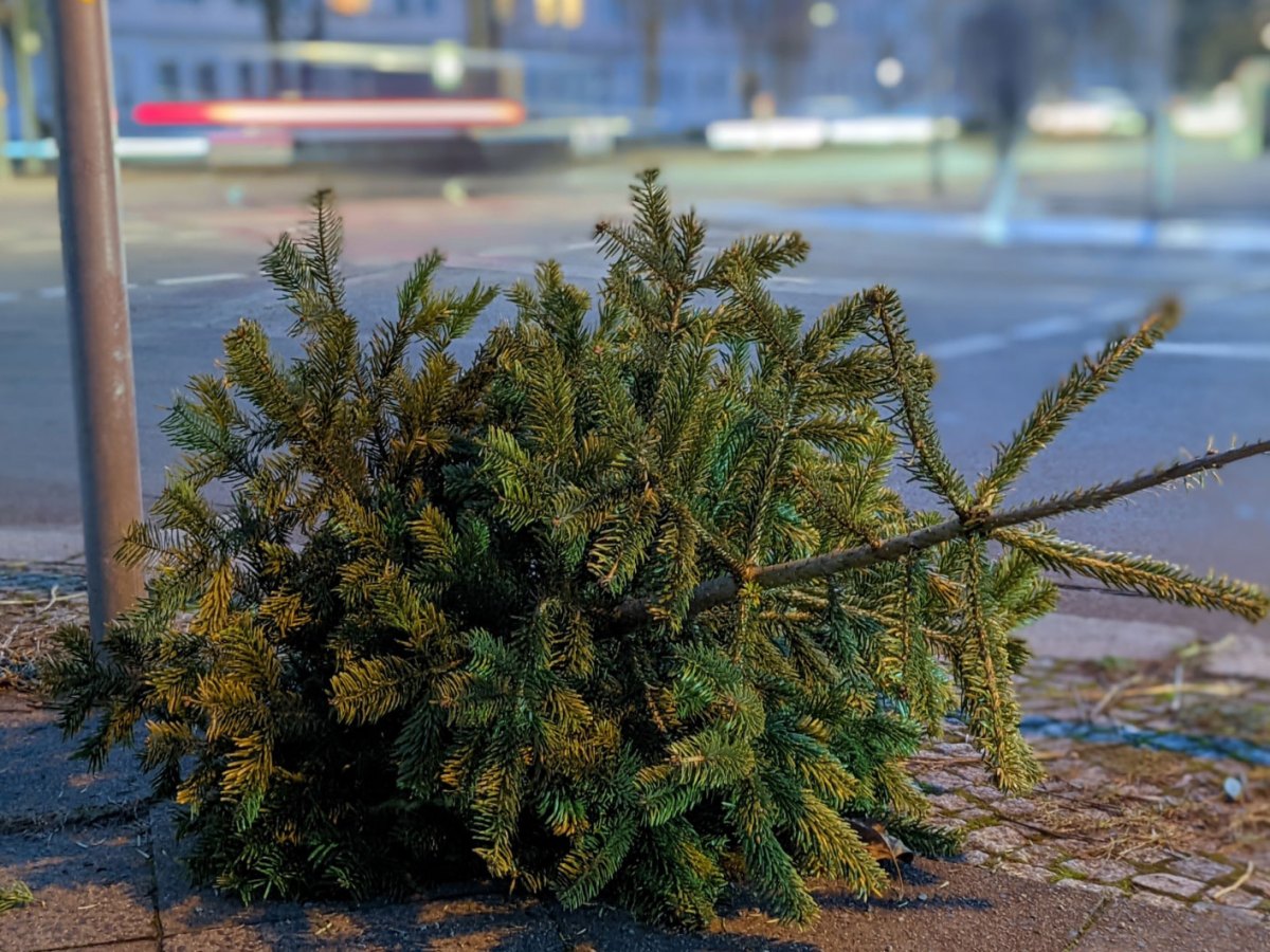 Wiehnachtsbaum am Straßenrand