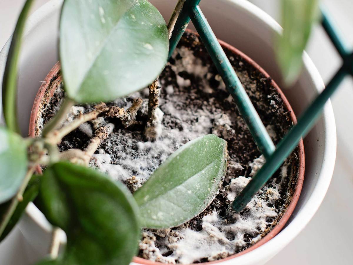 Schimmelpilz, der auf der Erde im Blumentopf mit der Zimmerpflanze wächst. Junge Hoya-Pflanze in zu feuchter Erde.