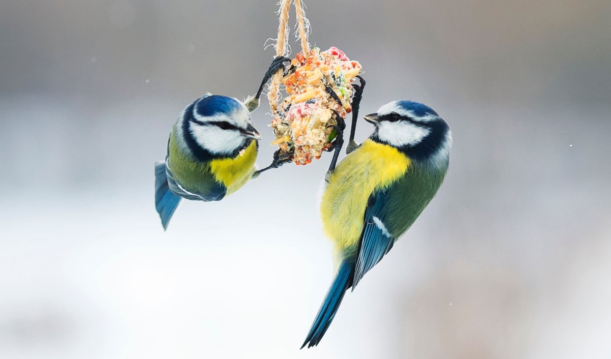 Zwei Blaumeisen essen Futter an Meisenknödel