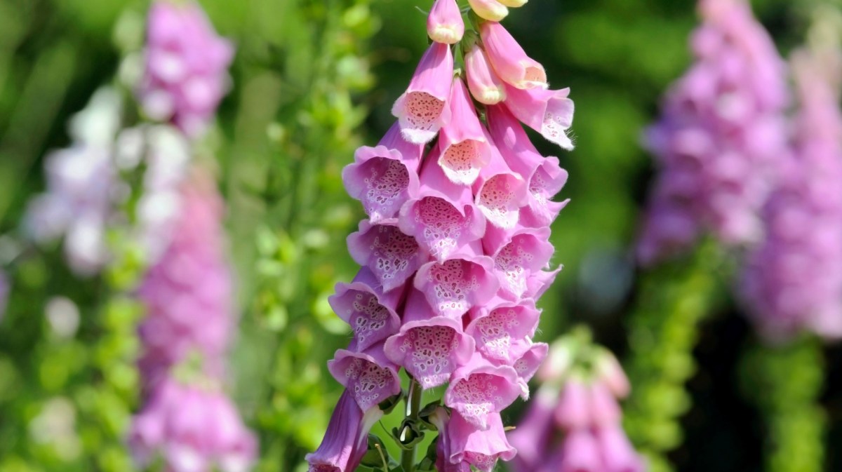 Nahaufnahme einer Fingerhut Blüte im Garten.