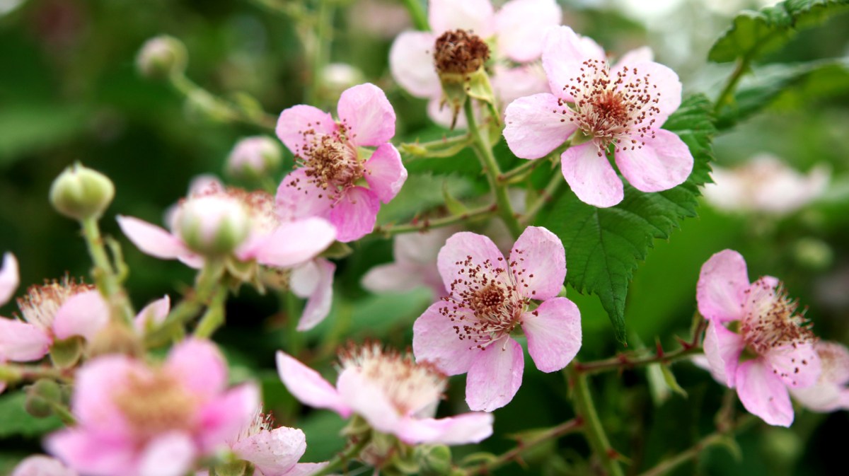 Blüten an einem Brombeerstrauch.