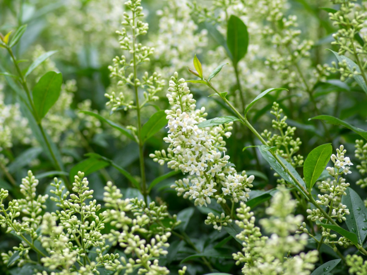 Liguster ist Kirschlorbeer-Alternative