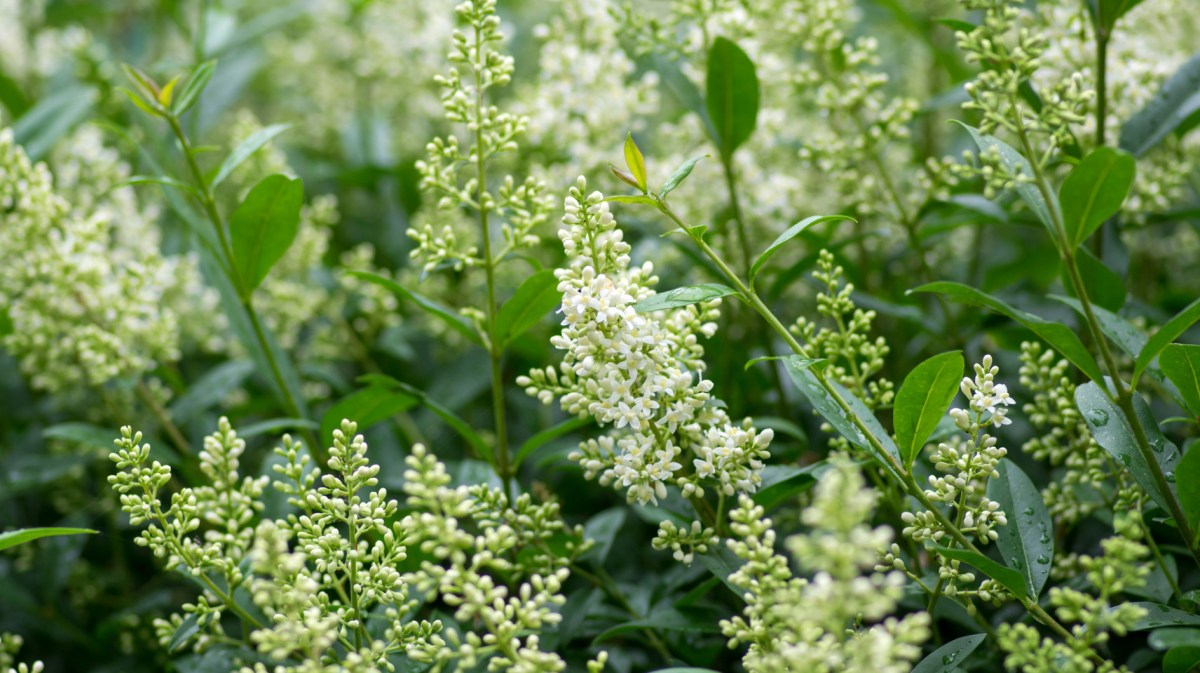 Liguster ist Kirschlorbeer-Alternative