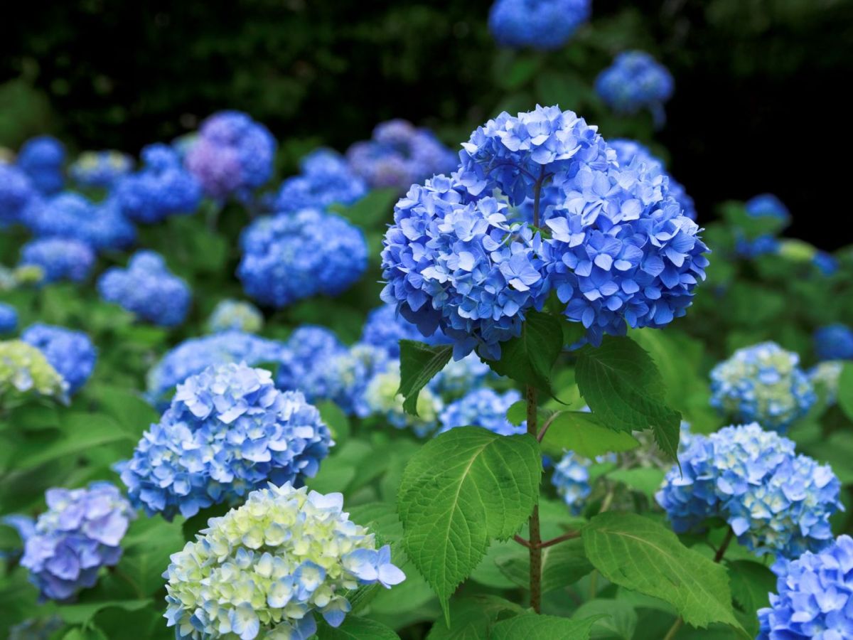 Blühende blaue Hortensien