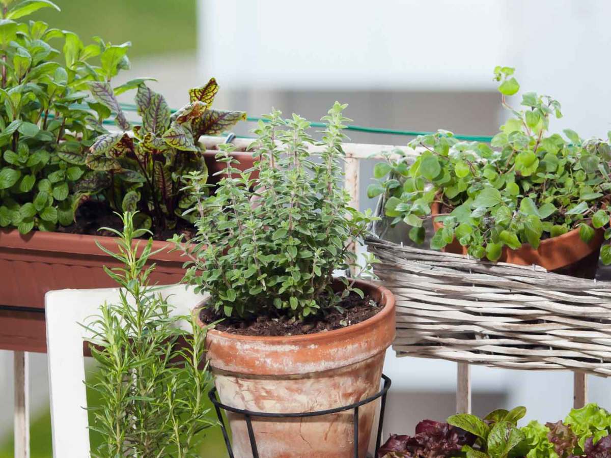 Verschiedene Kräuter auf dem Balkon.