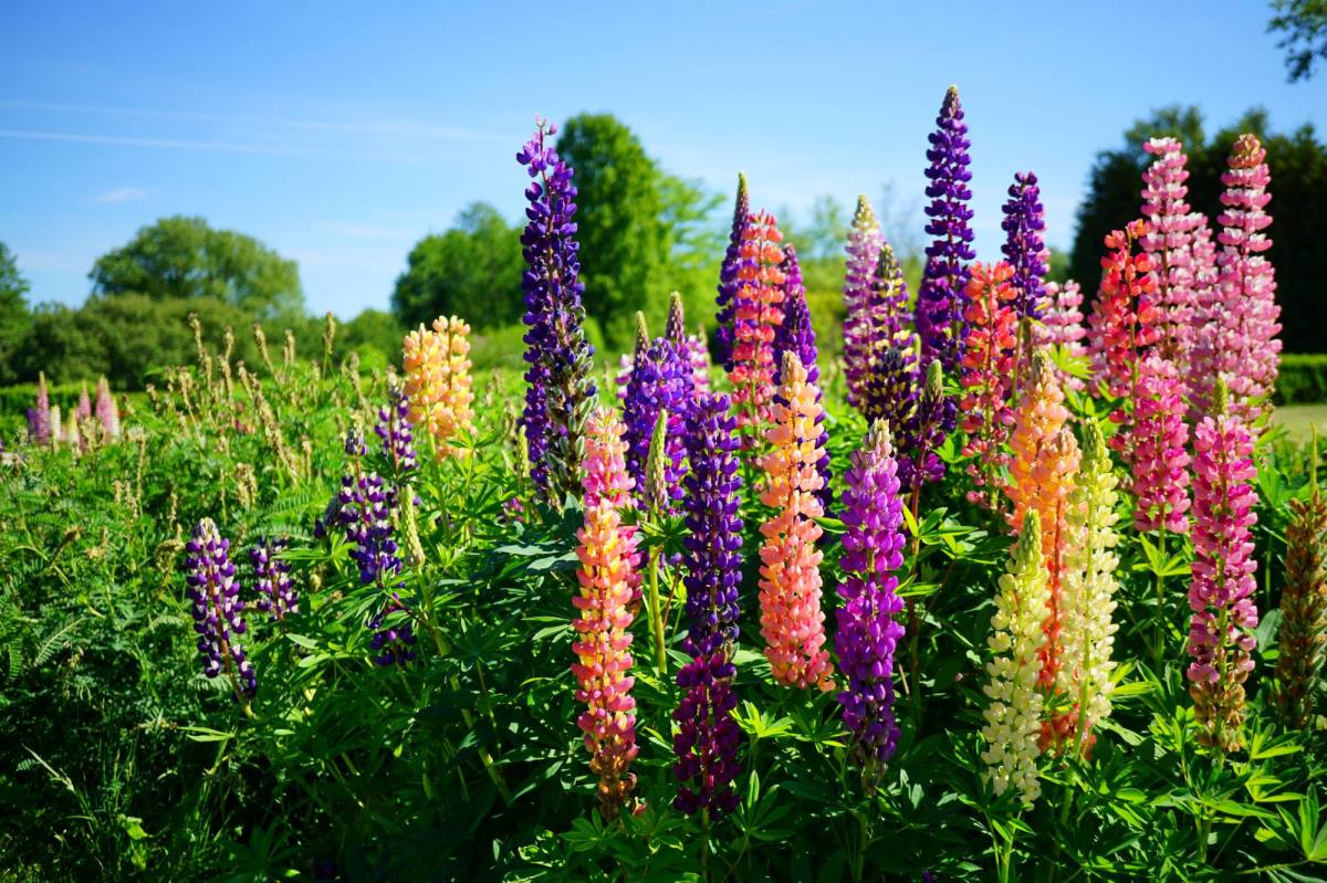 Bunte Lupinen vor blauem Himmel