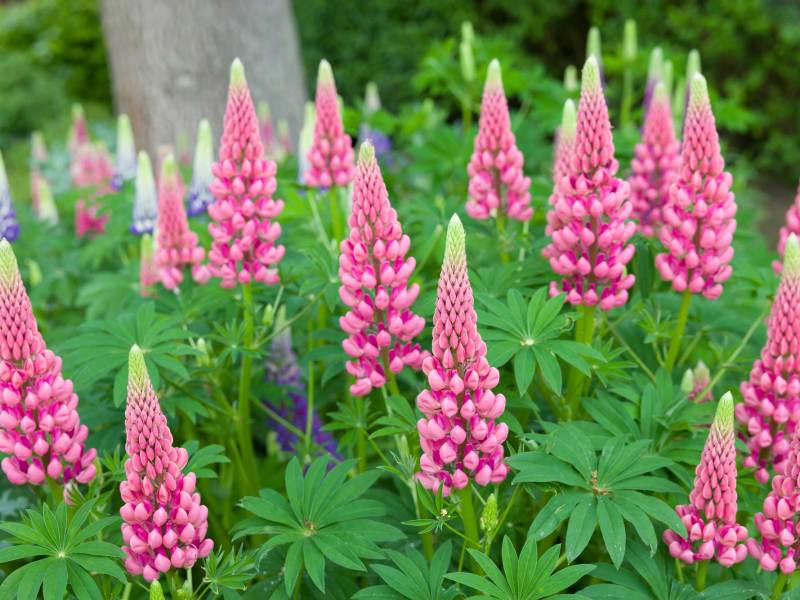 Pinke Lupinen im Garten