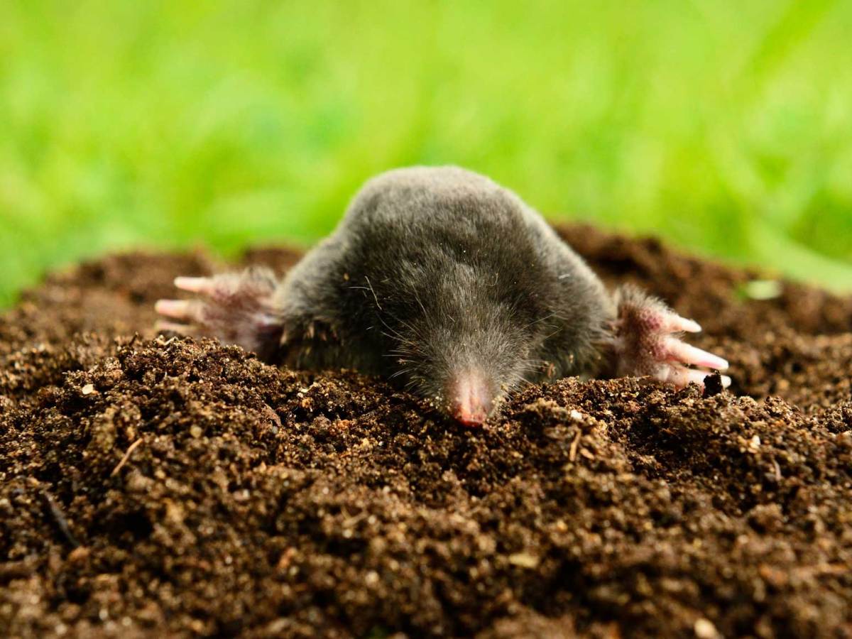 Maulwurf in einem Maulwurfsh&uuml;gel im Garten