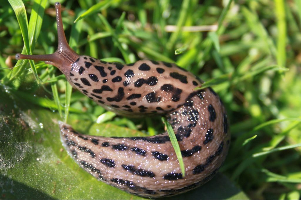 Tigerschnegel Nacktschnecke auf Gras