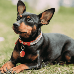 Schwarze Miniatur Pinscher, Zwergpinscher liegt auf grünen Rasen