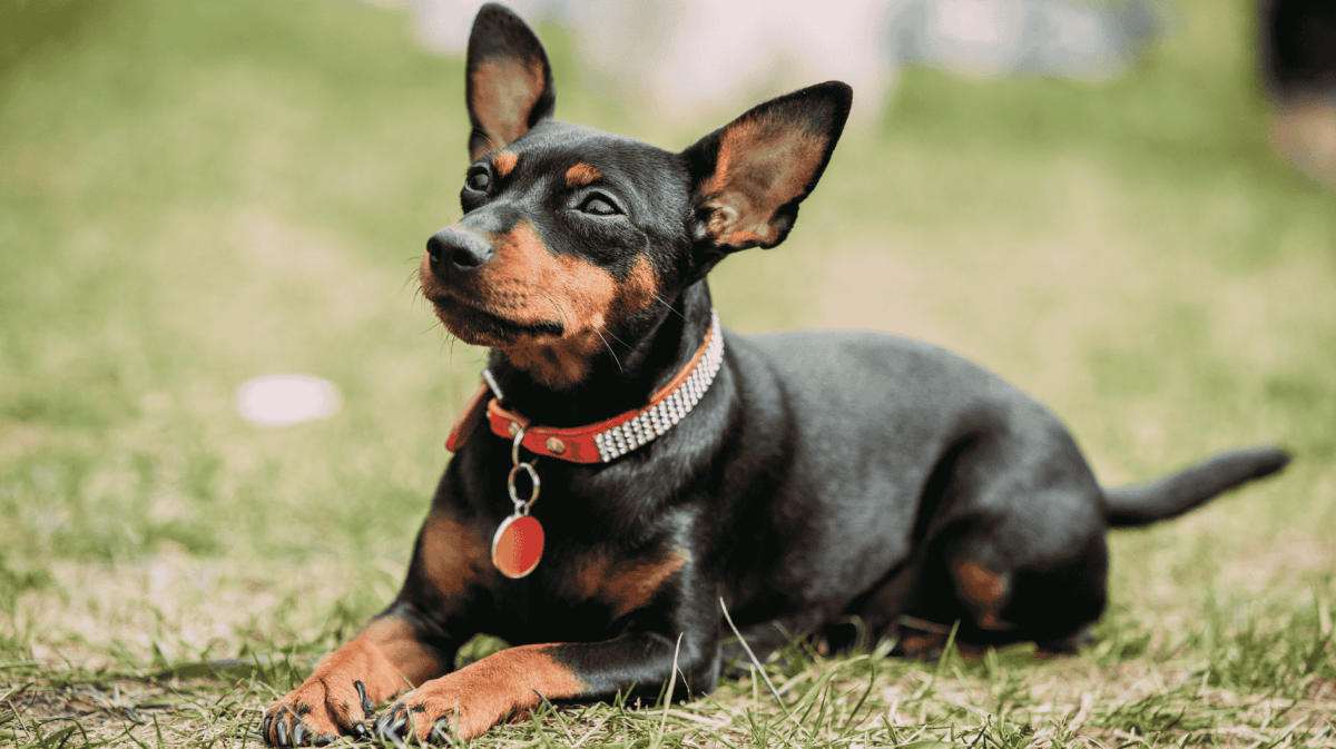 Schwarze Miniatur Pinscher, Zwergpinscher liegt auf grünen Rasen