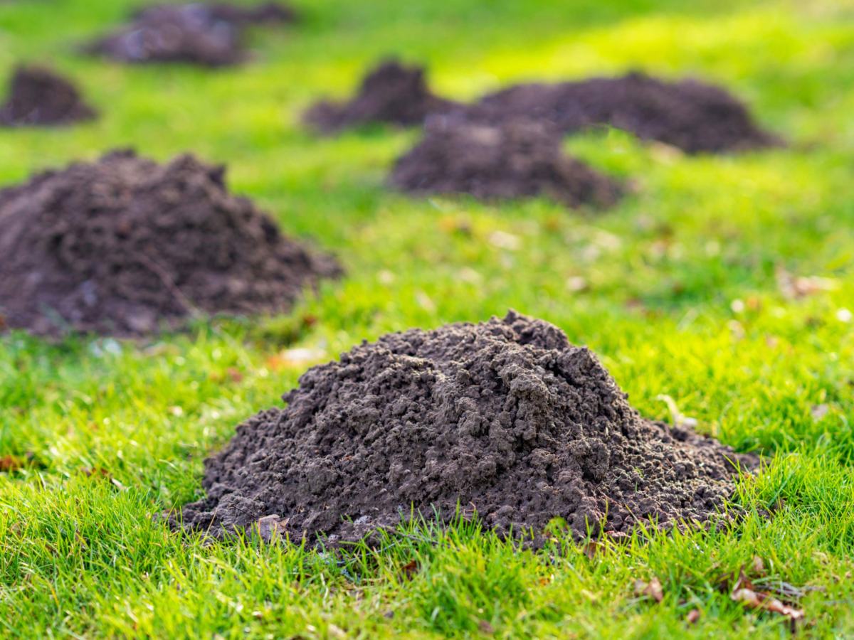 Mehrere Maulwurfsh&uuml;gel auf einem gr&uuml;nen Rasen.