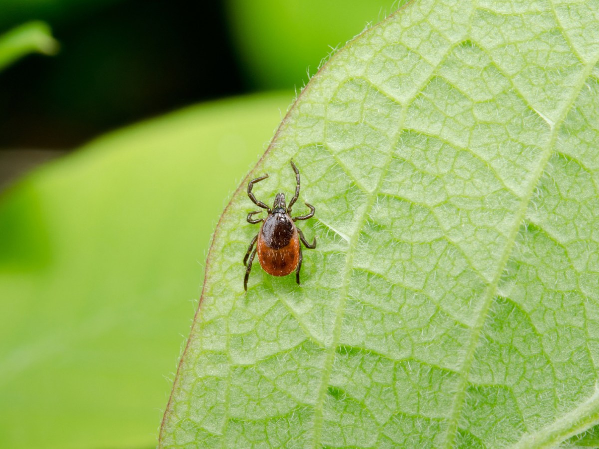Bl&uuml;hender Zecken-Schutz: 4 Stauden halten Zecken aus deinem Garten fern
