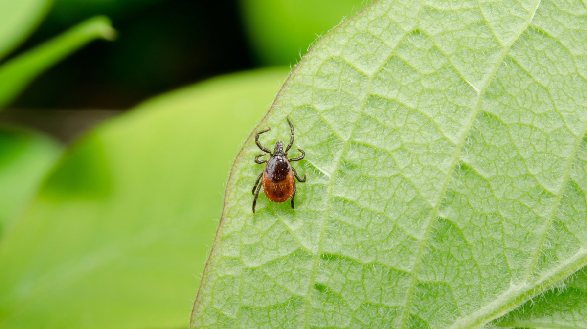 Zecke sitzt auf grünem Blatt im Garten.