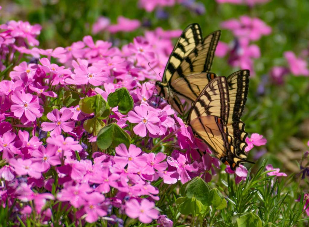 Pinker Phlox mit zwei Schwalbenschwanz Schmetterlingen