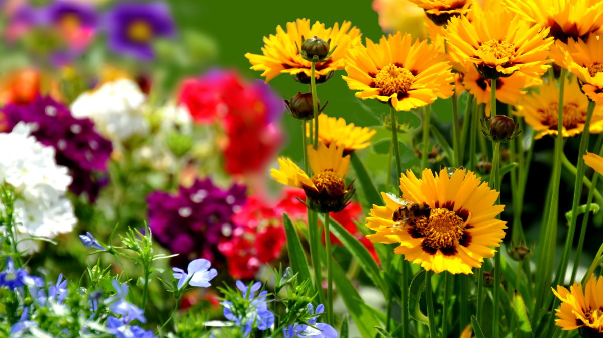 Gelbe Blumen in Garten mit Biene auf Blume.