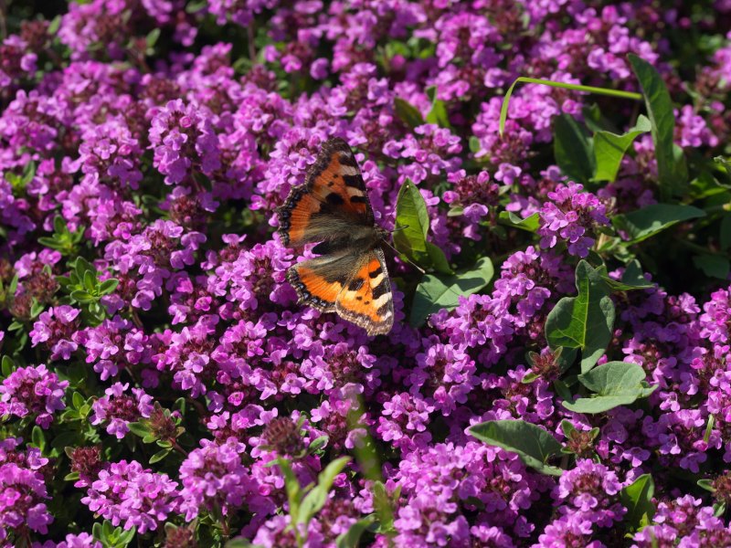 Bodendecker-Thymian mit lila Blüten, darauf ein Schmetterling