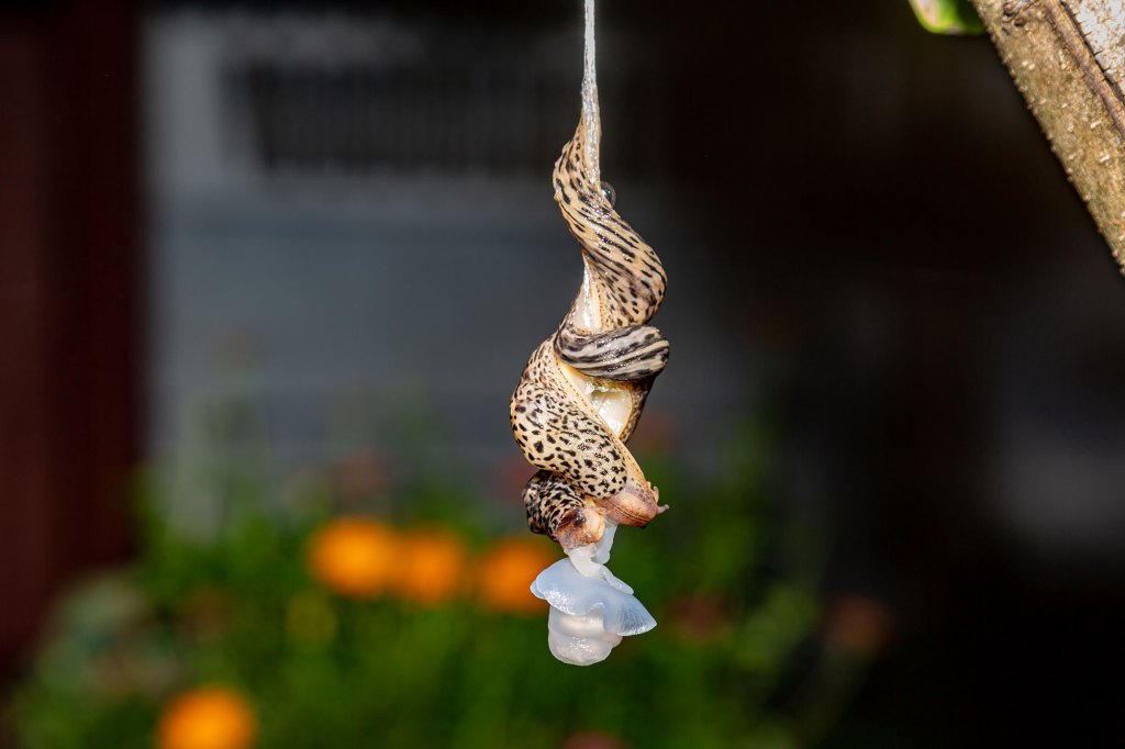 Tigerschnegel bei der Paarung