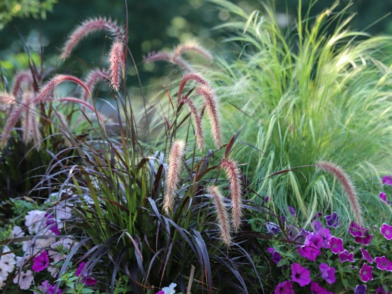 Beet mit Ziergräsern und lila Blumen