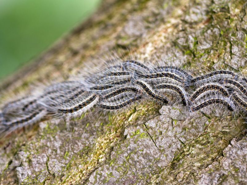 Mehrere Eichenprozessionsspinner auf einem Baum