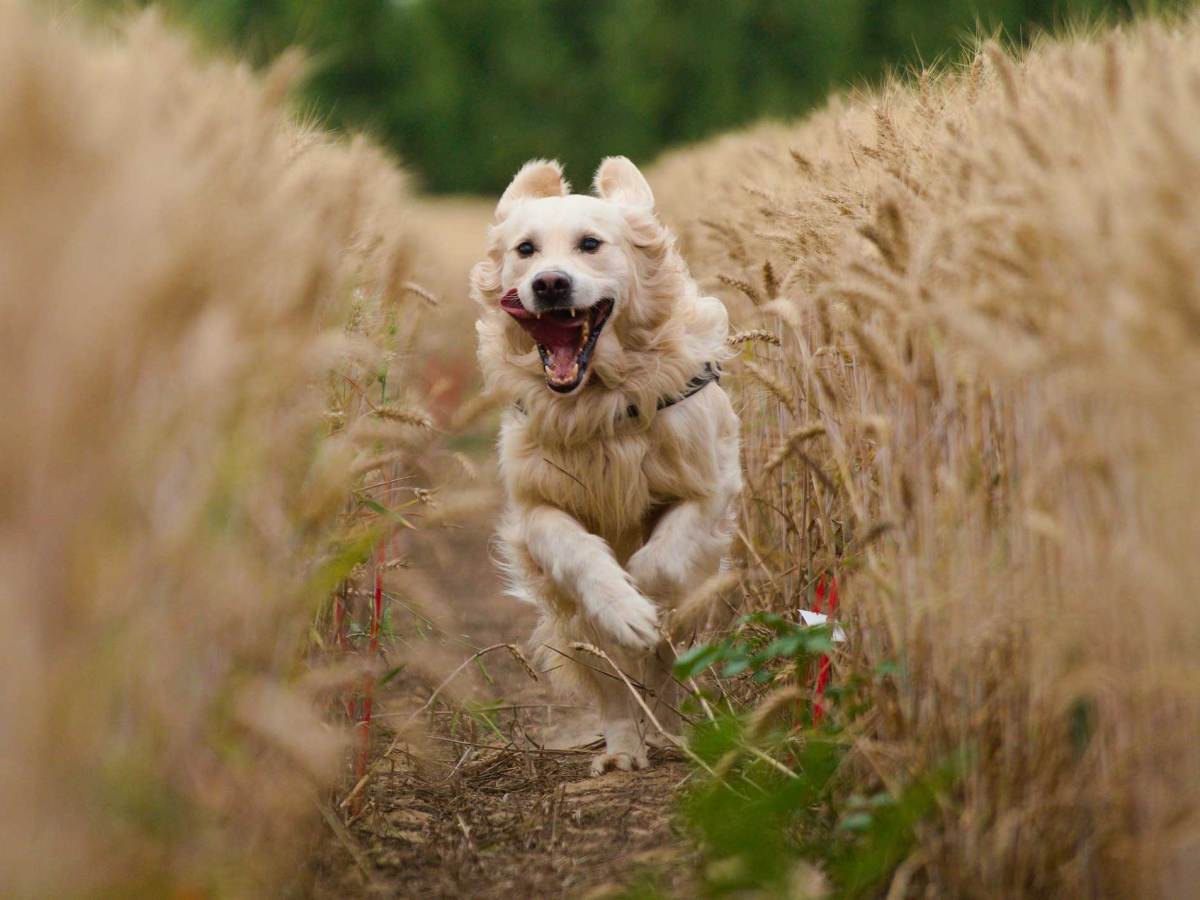 Golden Retriever in einem Getreidefeld, der auf die Kamera zul&auml;uft