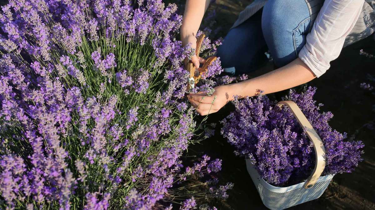 Frau erntet Lavendel.