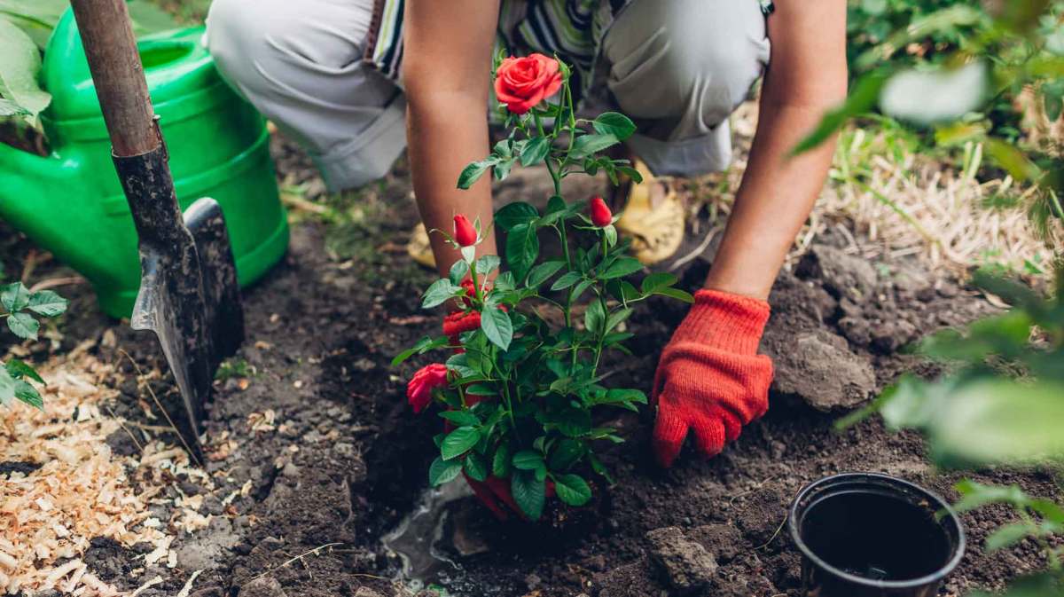Frau pflanzt Rosen ein.