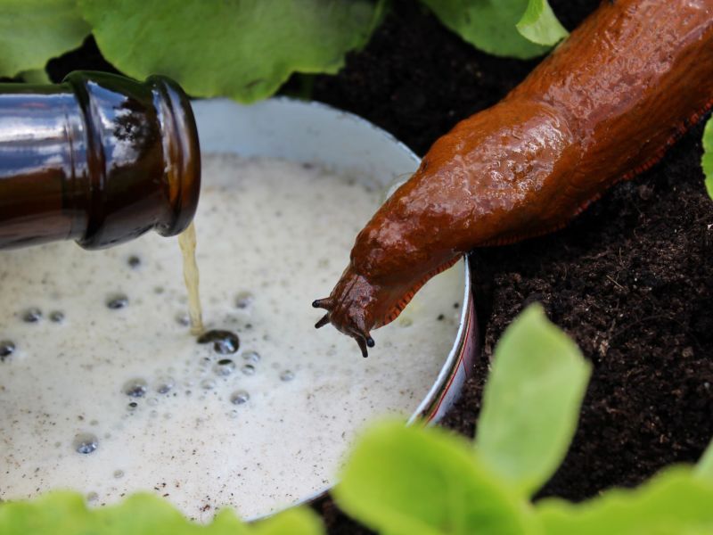 Bierfalle mit Nacktschnecke