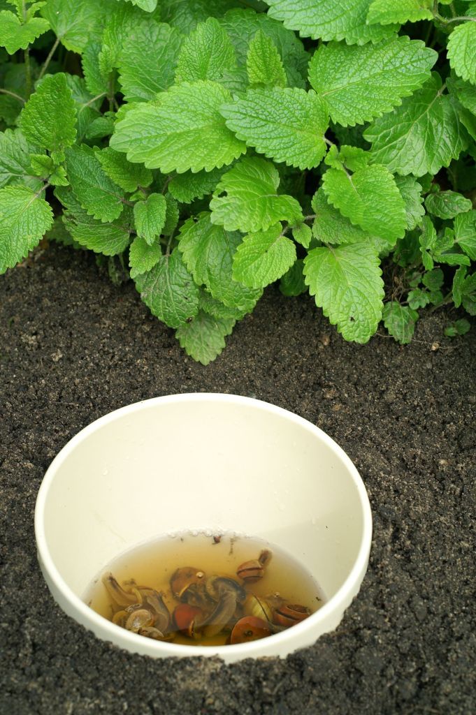 Bierfalle mit Schnecken