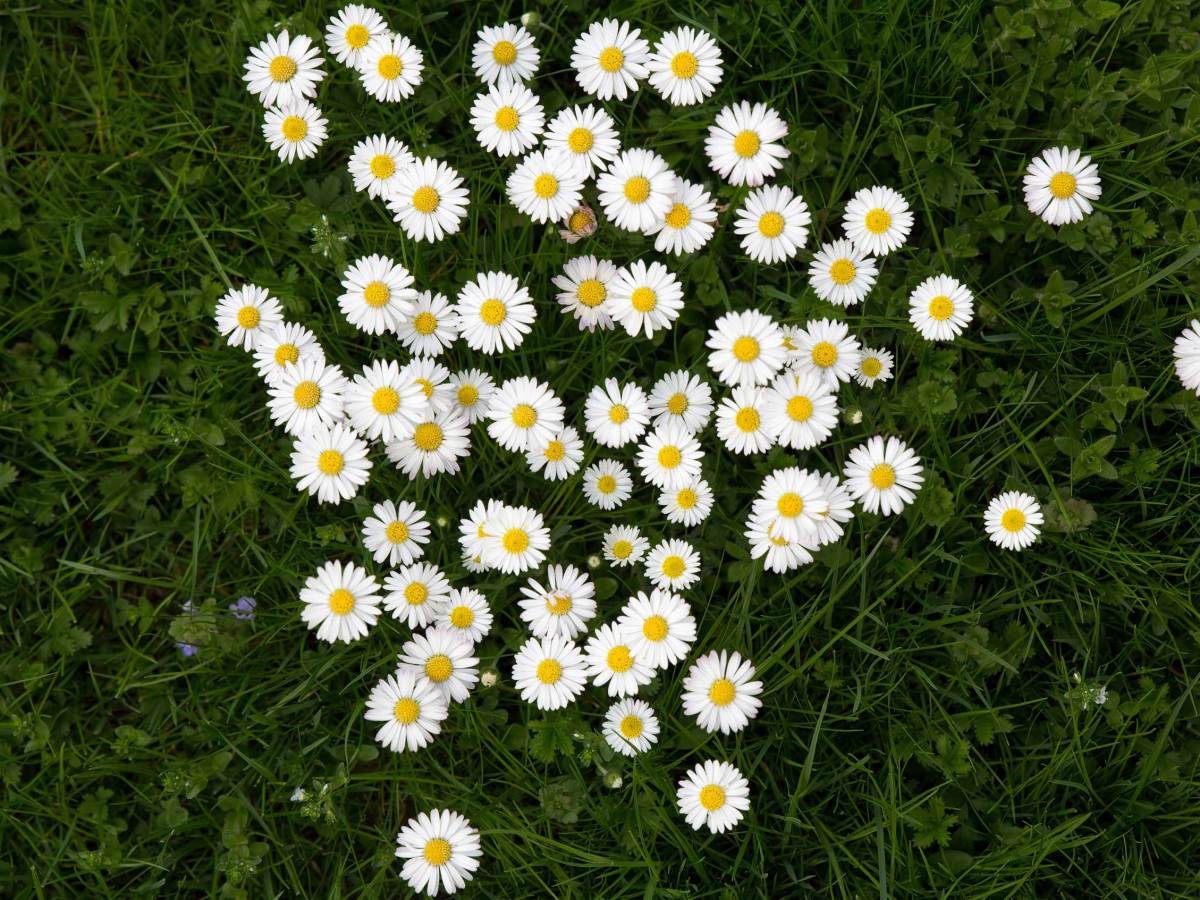 G&auml;nsebl&uuml;mchen im Rasen, Draufsicht