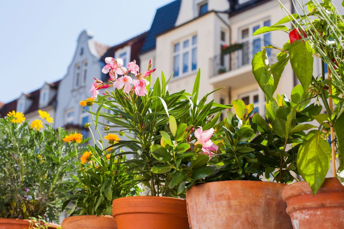 Südbalkon mit Pflanzen