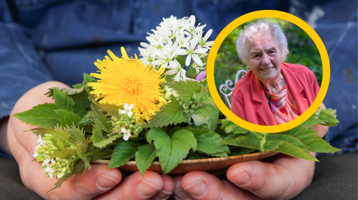 Hand mit Wildkräutern Unkraut und Bild von Helene Belke