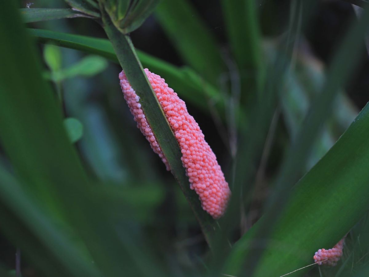 Rosa Eier einer Apfelschnecke h&auml;ngen an einem gr&uuml;nen Blatt