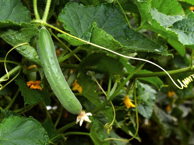 Gurkenpflanzen im Garten