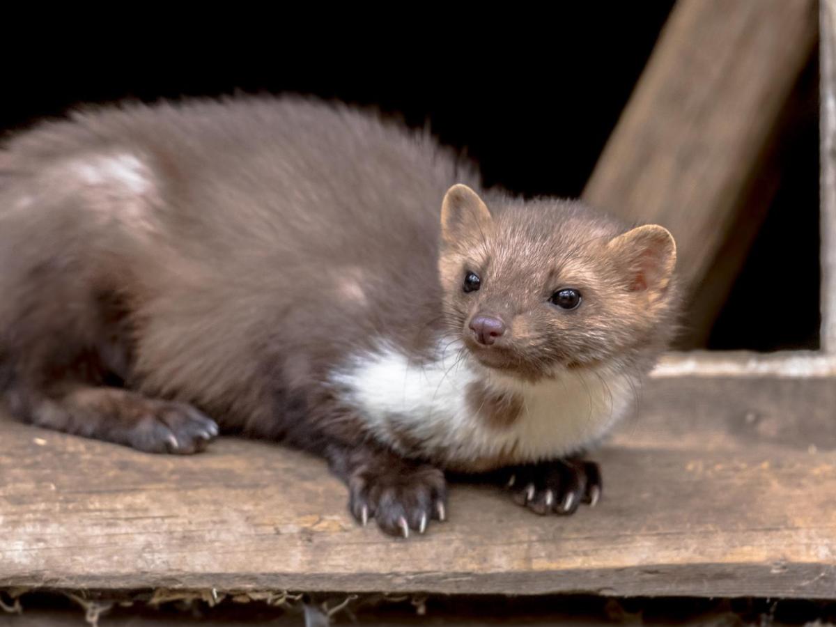 Marder sitzt auf einem Balken einer Scheune.