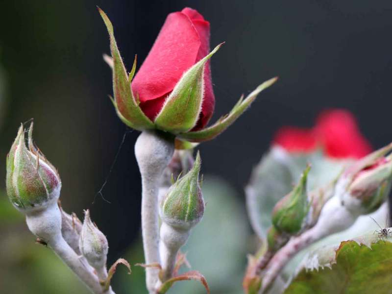 Mehltau auf Rosenblättern.