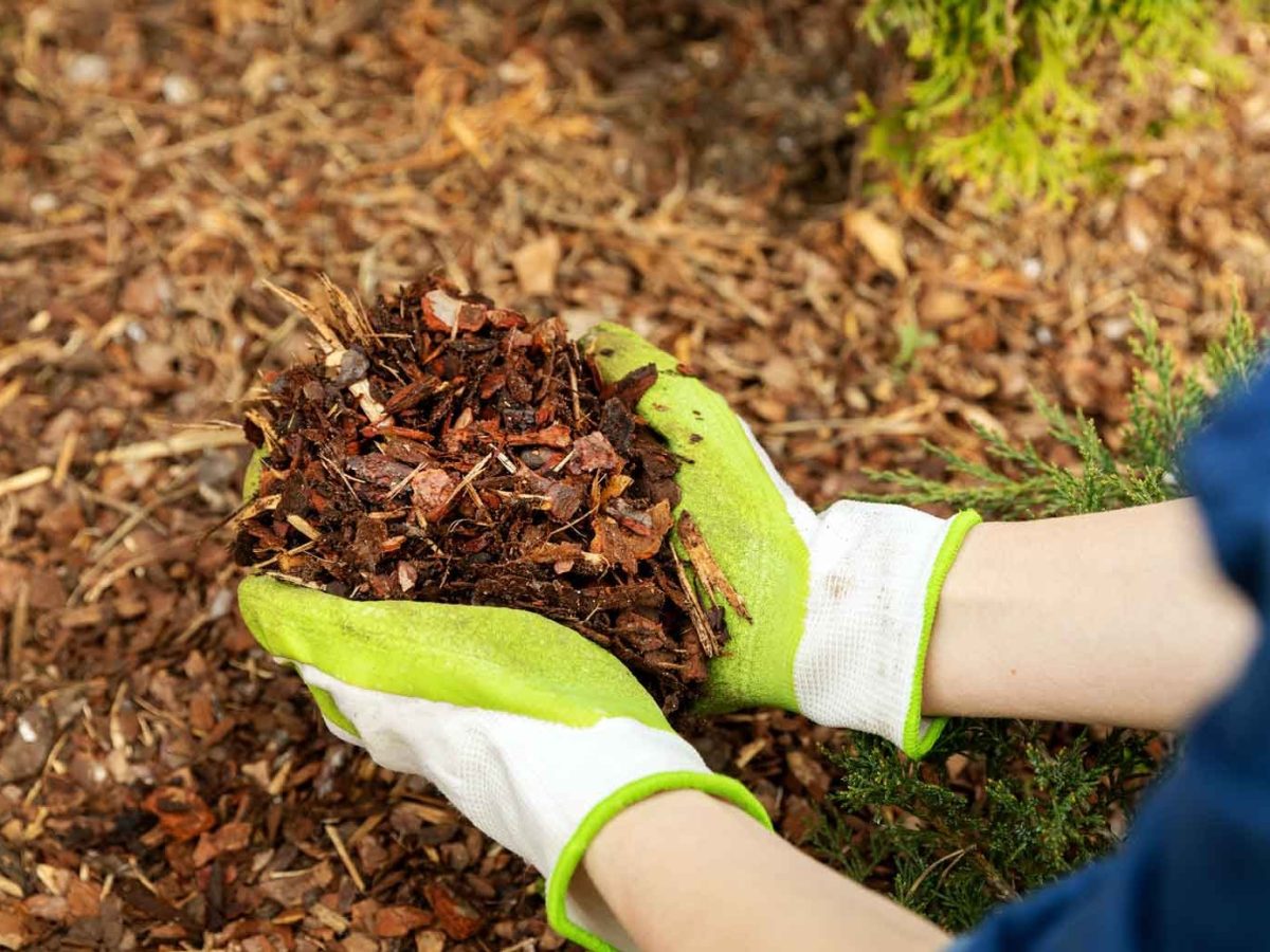 Frau mulcht ihren Garten.