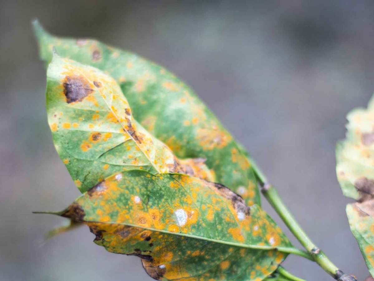 Blätter, die von Pflanzenrost befallen sind.