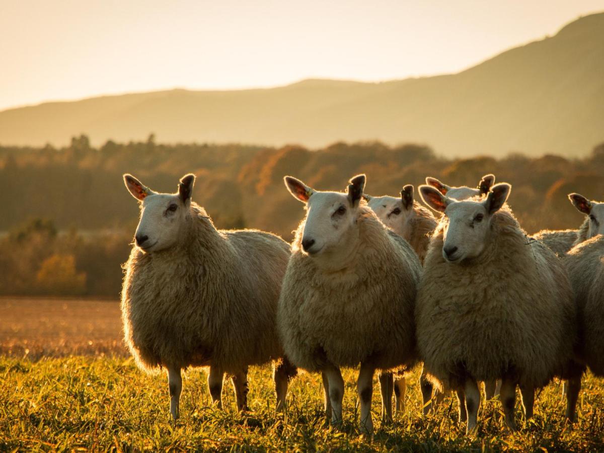 Mehrere Schafe stehen drau&szlig;en auf einer Weide nebeneinander.