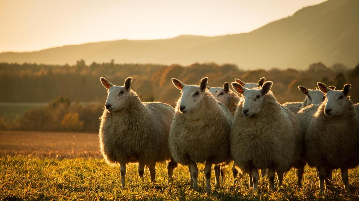 Mehrere Schafe stehen draußen auf einer Weide nebeneinander.