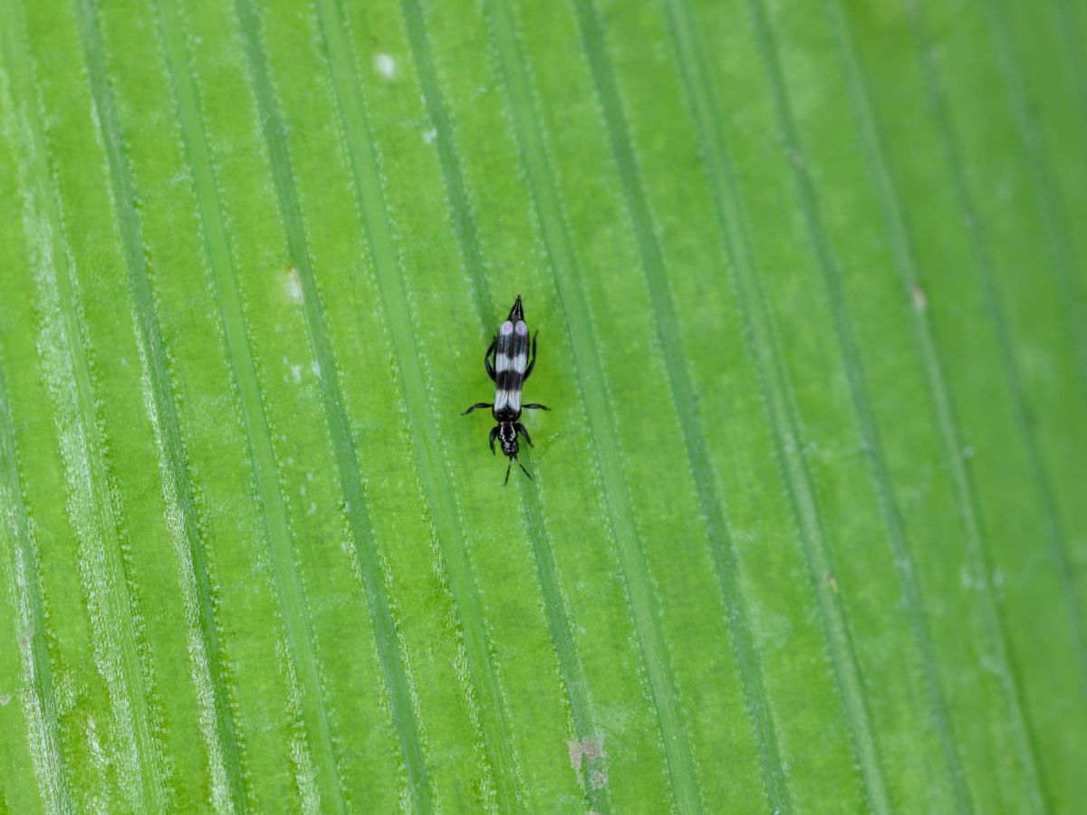 Thripse auf einem Blatt